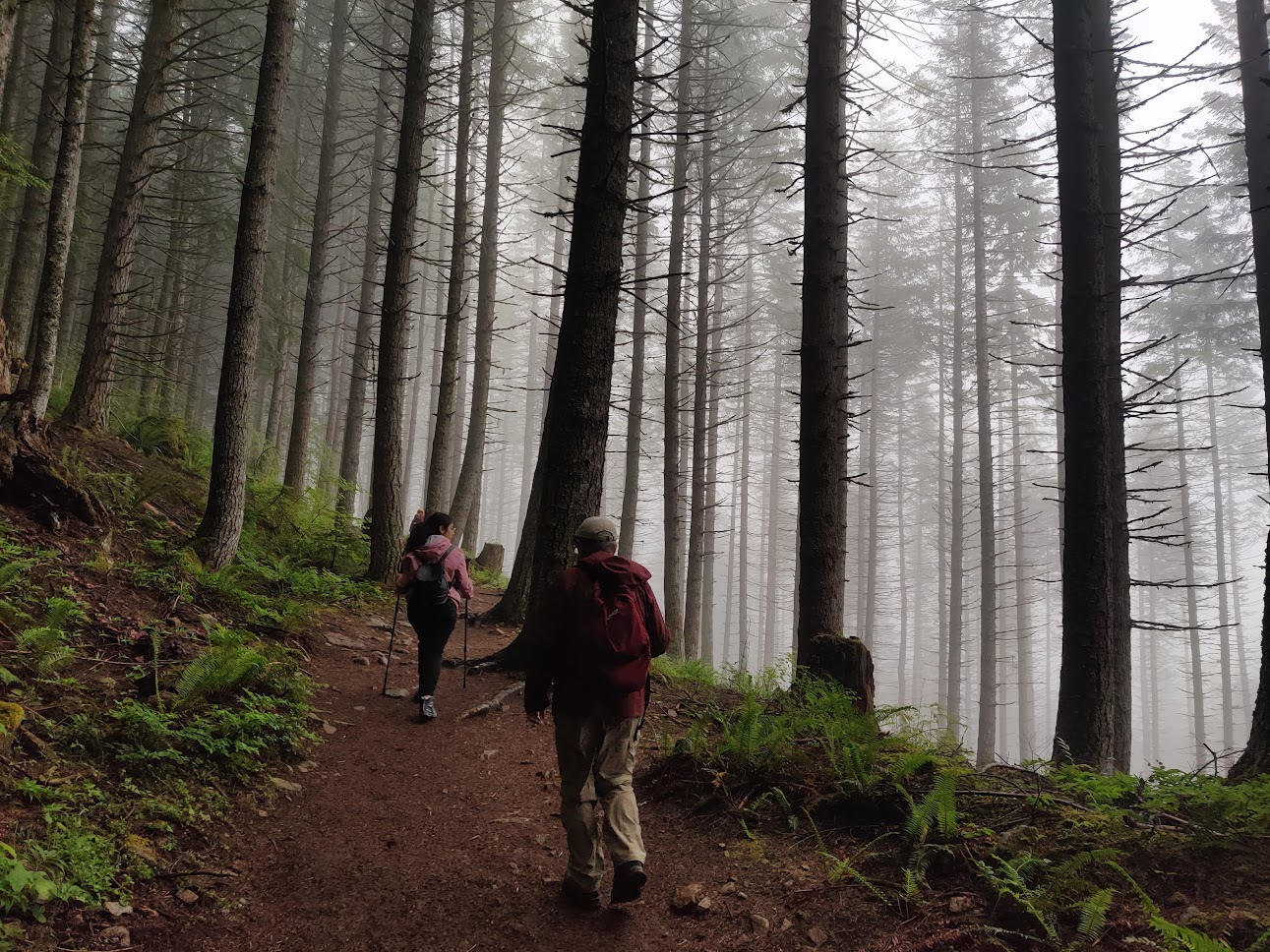 Forest Trail