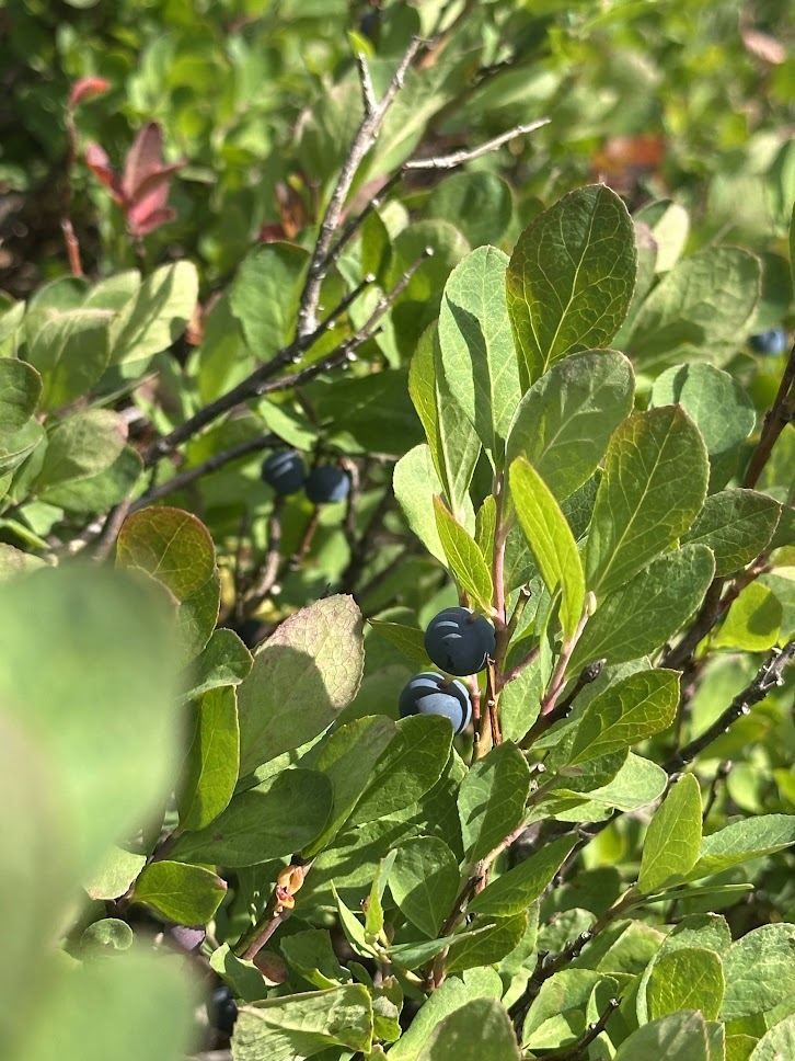 Huckleberries